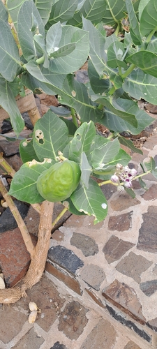 giant milkweed