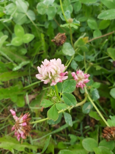 Alsike clover