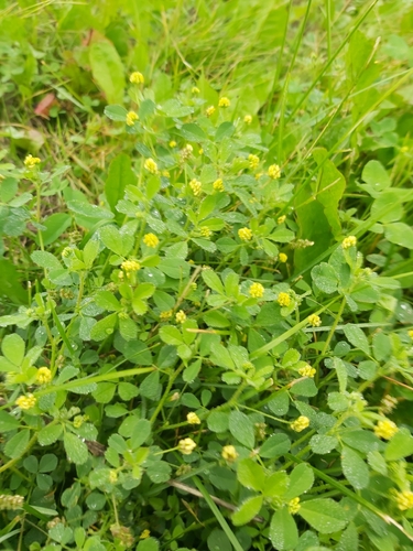 Black Medick