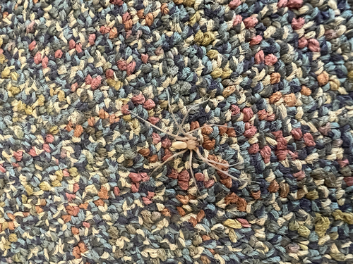 Big Bend Recluse