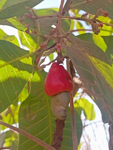 dwarf cashew nut