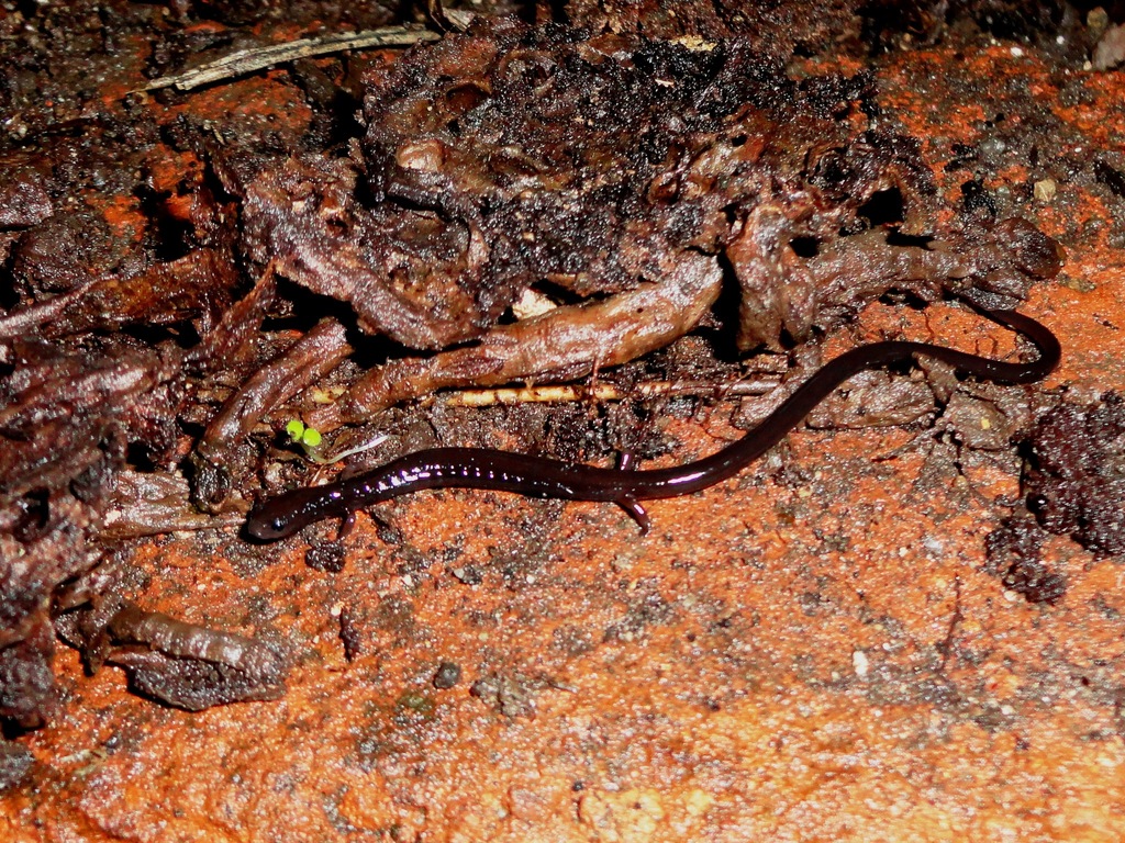 Salvador Worm Salamander