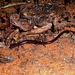 Salvador Worm Salamander - Photo (c) Arnoldo Ramírez, all rights reserved, uploaded by Arnoldo Ramírez