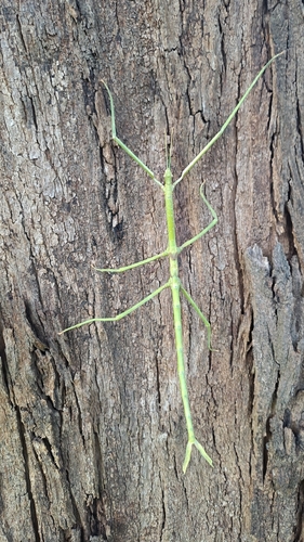 Margin-winged Stick Insect