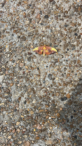 Imperial Moth