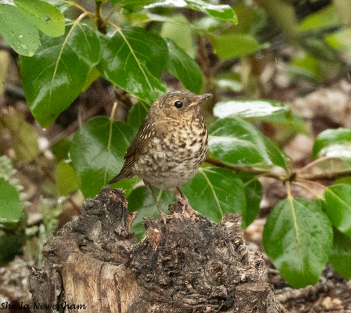 Swainson's Thrush