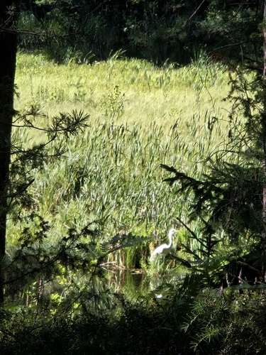 Great Egret