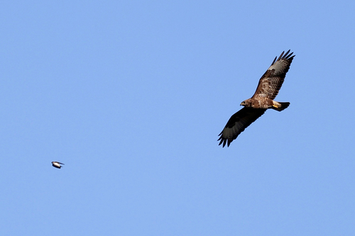 Common Buzzard