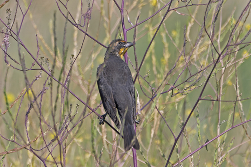 Yellow-headed Blackbird
