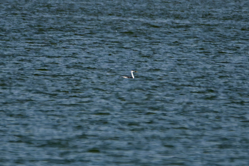 Clark's Grebe