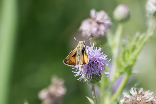 Sandhill Skipper