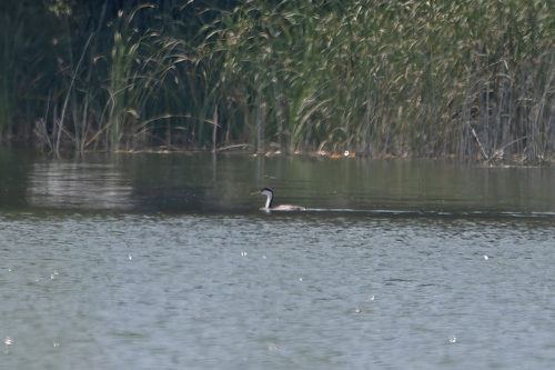 Western Grebe