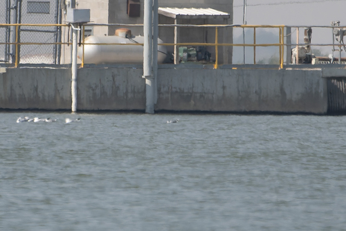 Franklin's Gull
