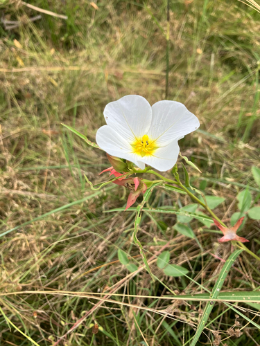 Ludwigia major
