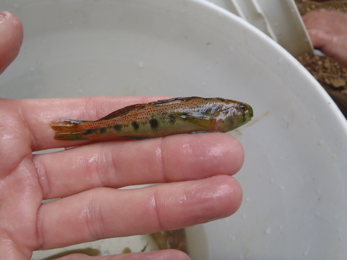 Cumberland Snubnose Darter