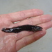 Etheostoma olivaceum - Photo (c) Brandon Brooke, todos los derechos reservados, subido por Brandon Brooke