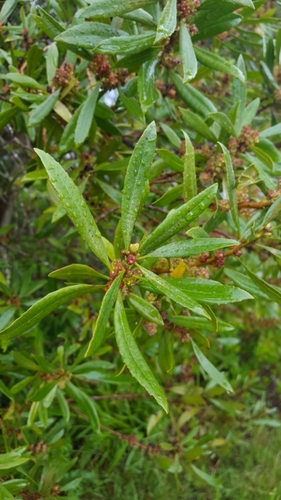 Pacific Wax myrtle
