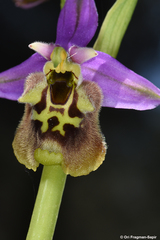 Ophrys fuciflora - Photo (c) Ori Fragman-Sapir, alla rättigheter förbehållna, uppladdad av Ori Fragman-Sapir