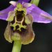 Late Spider-orchid and Allies - Photo (c) Ori Fragman-Sapir, all rights reserved, uploaded by Ori Fragman-Sapir
