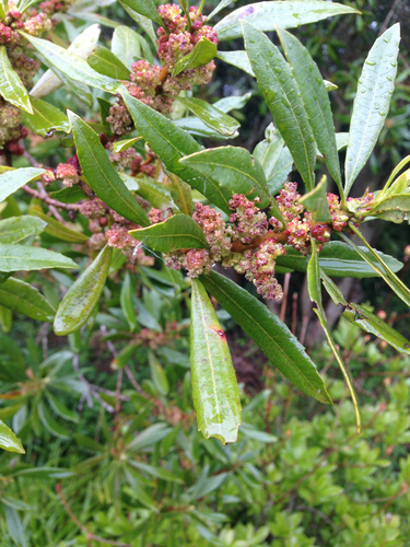 Pacific Wax myrtle