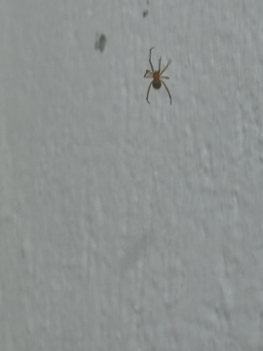 Red House Spider