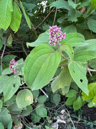 pink pearl bush