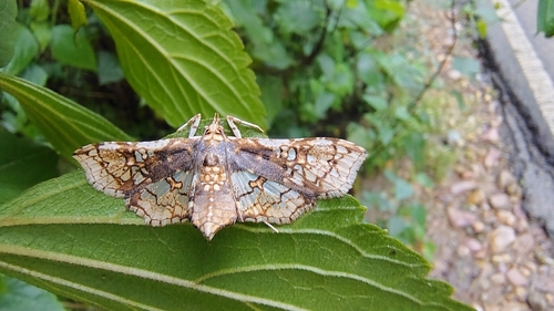 Omphisa anastomosalis
