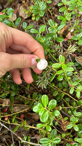 Lingonberry Gall