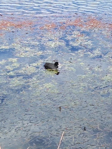 Eurasian Coot