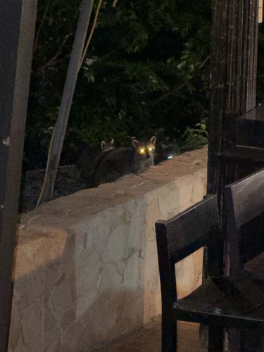 Mexican Raccoon