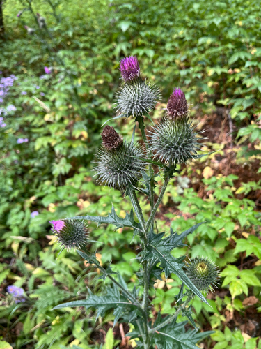 Bull Thistle