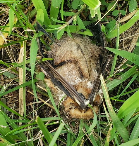 Eastern Red Bat observed by borzoibug
