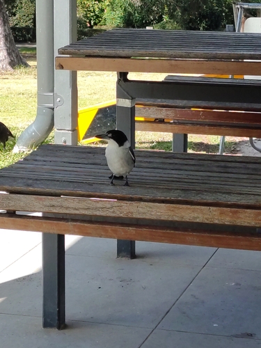 Grey Butcherbird