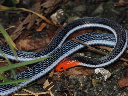 Blue Malaysian Coralsnake