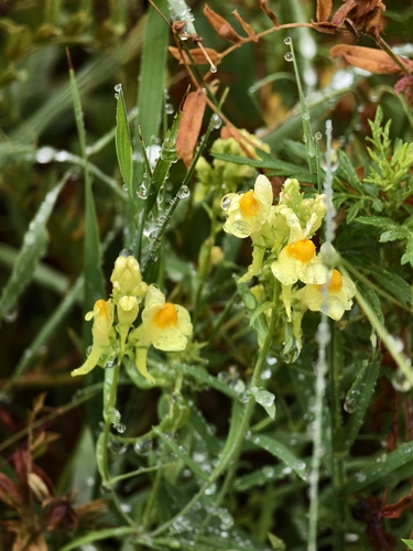Linaria vulgaris chinensis