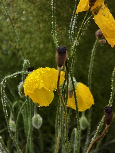 Iceland Poppy