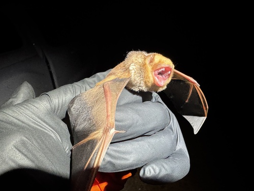 Eastern Red Bat observed by kyleprice1