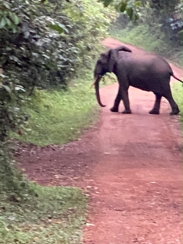 Forest Elephant