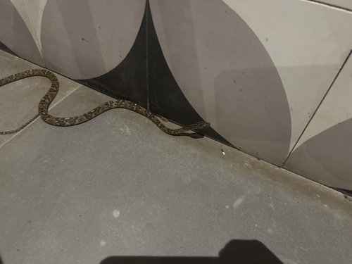 Central American Lyresnake