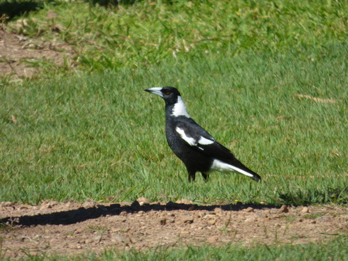 Australian Magpie