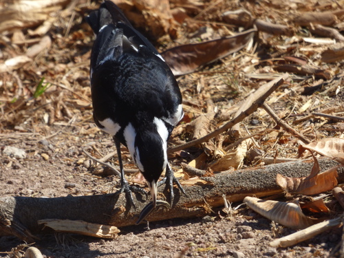 Magpie-lark