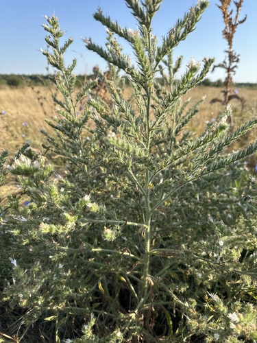 Pale Bugloss