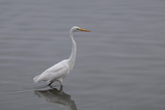 Great Egret