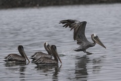 California Brown Pelican