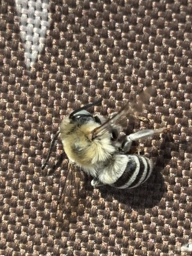 iNaturalist observation photo of Urbane Digger Bee