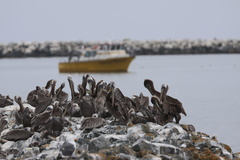 California Brown Pelican
