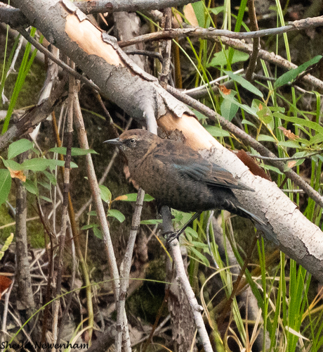 Rusty Blackbird