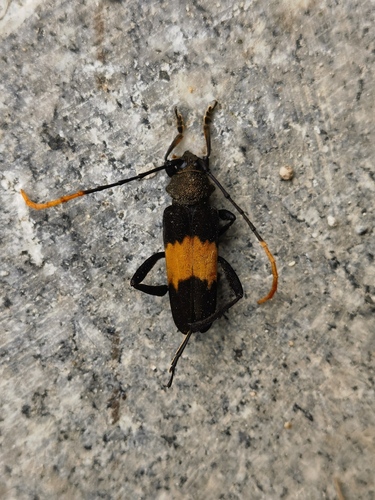 Embrikstrandia bimaculata