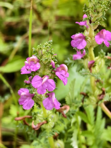 Pedicularis spicata