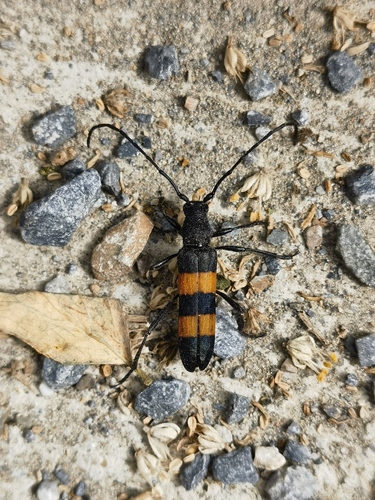 Polyzonus fasciatus